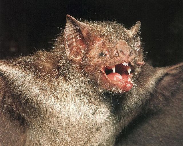 Common vampire bat 5 Interesting Facts About Common Vampire Bats Hayden39s Animal Facts