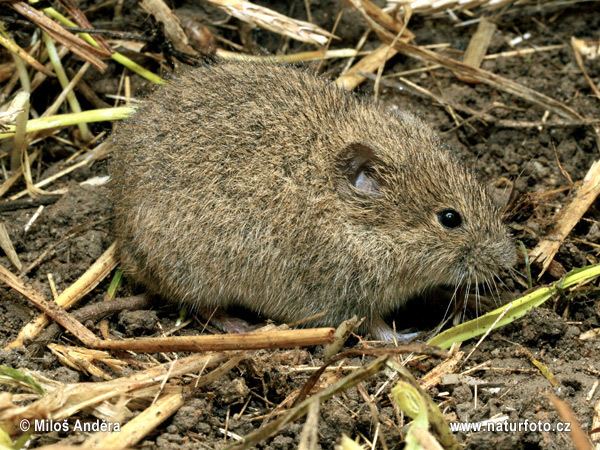 Common vole Common Vole with ticks Pictures Common Vole with ticks Images