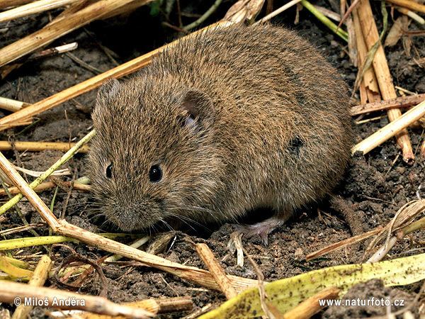 Common vole Common Vole with ticks Pictures Common Vole with ticks Images