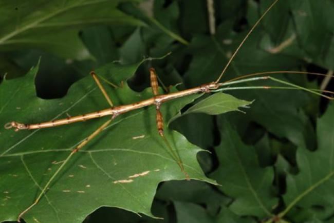 Common walkingstick The common walking stick Blog Space for life