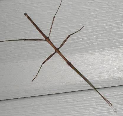 Common walkingstick Northern Walkingstick What39s That Bug
