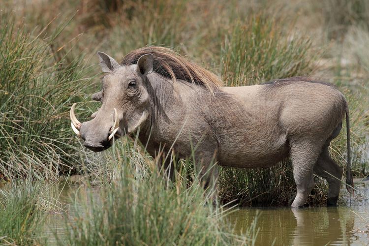 Common warthog 5 Interesting Facts About Common Warthogs Hayden39s Animal Facts