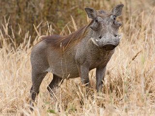 Common warthog Common warthog or warthog Phacochoerus africanus facts