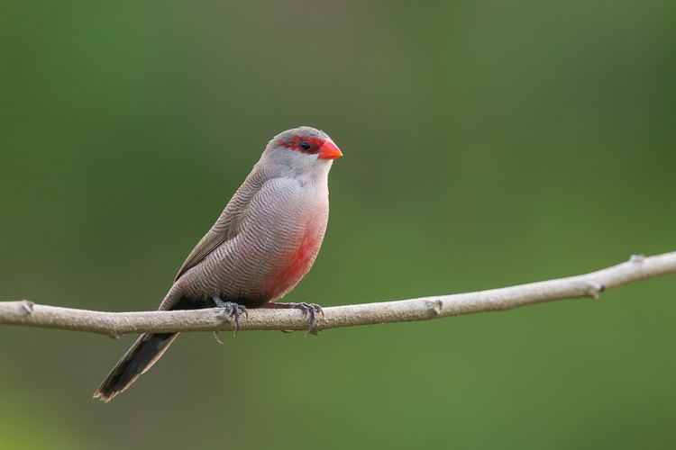 Common waxbill Introduced Species in Singapore Avadavats and Waxbills Francis