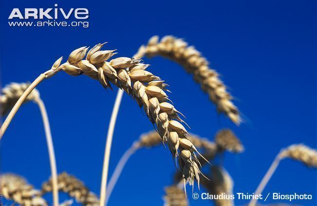 Common wheat Common wheat videos photos and facts Triticum aestivum ARKive