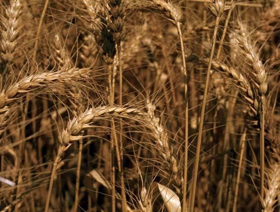 Common wheat bread wheat plant Britannicacom