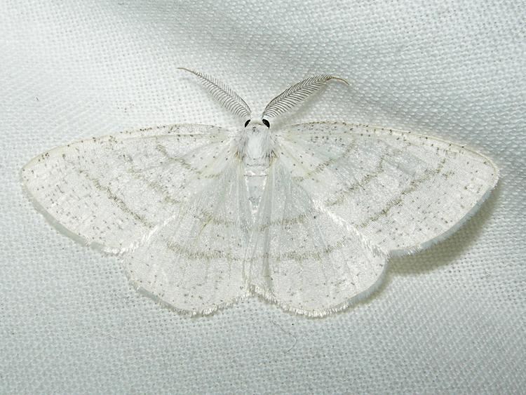 Common white wave Common White Wave Cabera pusaria Norfolk Moths The macro and