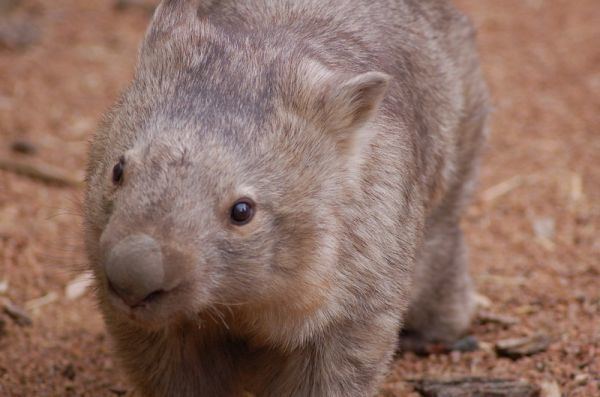 Common wombat Common Wombat Vombatus ursinus