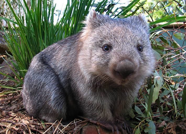 Common wombat 1000 ideas about Common Wombat on Pinterest Wombat Wombat facts