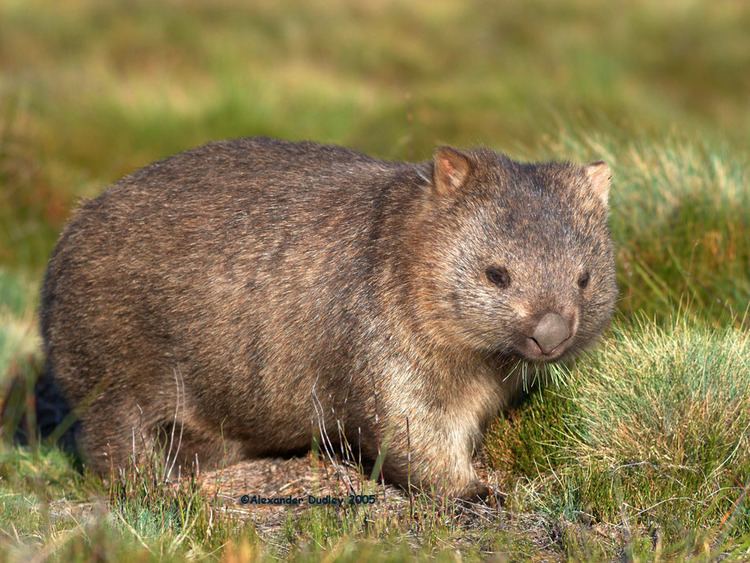 Common wombat httpssmediacacheak0pinimgcomoriginals69