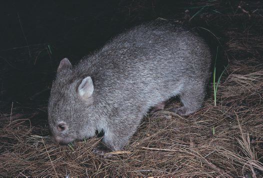 Common wombat Common Wombat Vombatus ursinus Australian Museum