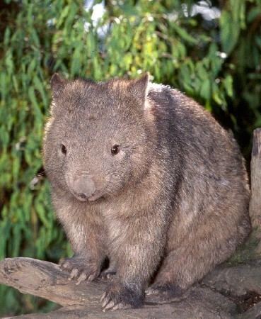 Common wombat Common wombat Vombatus ursinus Department of Environment and
