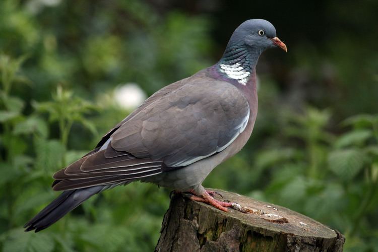 Common wood pigeon Wood pigeon Pigeon and Woods on Pinterest