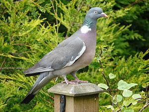 Common wood pigeon httpsuploadwikimediaorgwikipediacommonsthu