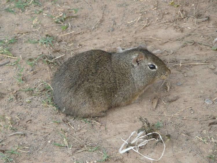 Common yellow-toothed cavy wwwfaunaparaguaycomimagesGalea20musteloides2