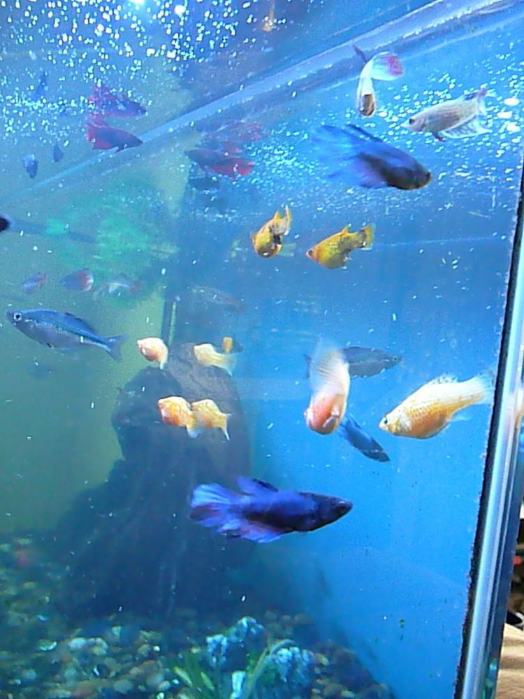 Community aquarium