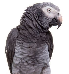 Companion parrot Stress Reduction for Companion Parrots Pet Birds by Lafeber Co