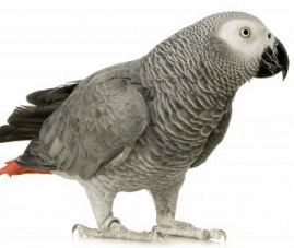Companion parrot Open Wings Parrot Place 4129160245 Home