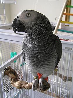 Companion parrot httpsuploadwikimediaorgwikipediacommonsthu