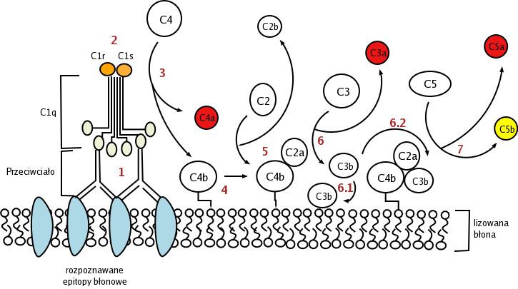 Complement component 1s