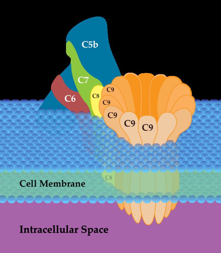 Complement membrane attack complex