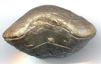 Composita Composita subtilita brachiopod Pennsylvanian Lake Neosho Shale