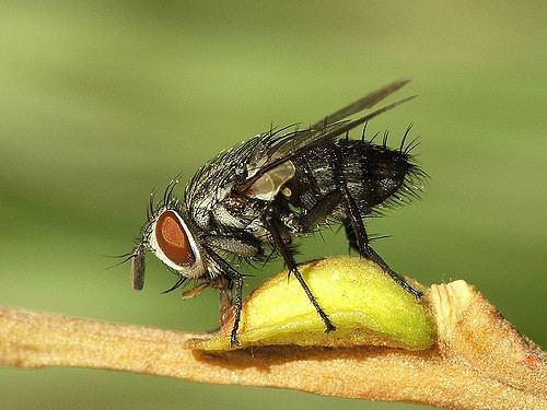 Compsilura concinnata Compsilura concinnata Mais uma mosca da famlia Tachinidae Flickr