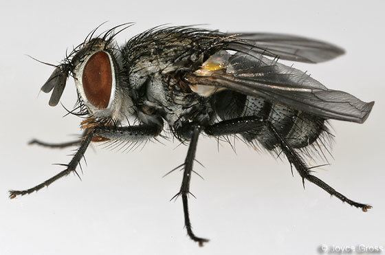 Compsilura concinnata fly Compsilura concinnata BugGuideNet