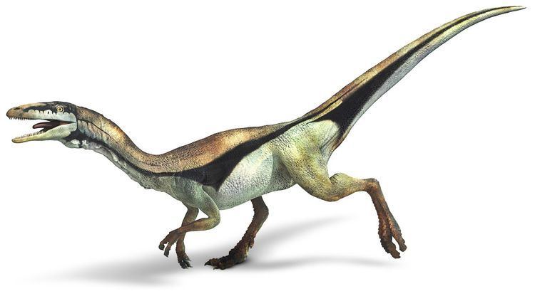 Compsognathus Compsognathus Compsognathus Facts DK Find Out