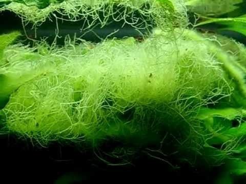 Compsopogon Staghorn Compsopogon sp in 200l fresh water tank YouTube