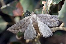 Compsoptera opacaria httpsuploadwikimediaorgwikipediacommonsthu