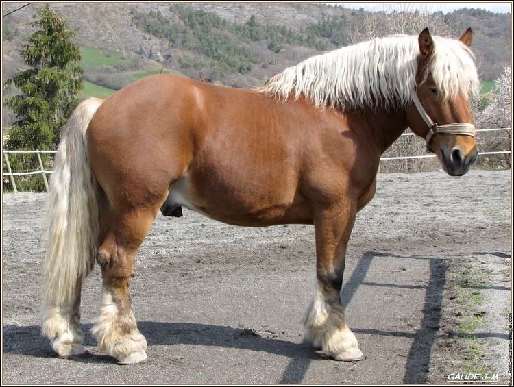 Comtois horse 1000 images about HORSES Comtois on Pinterest Frances o39connor