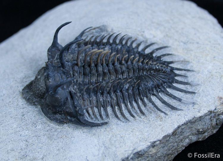 Comura Comura Bultyncki Reconstructed Spines For Sale 2112 FossilEracom