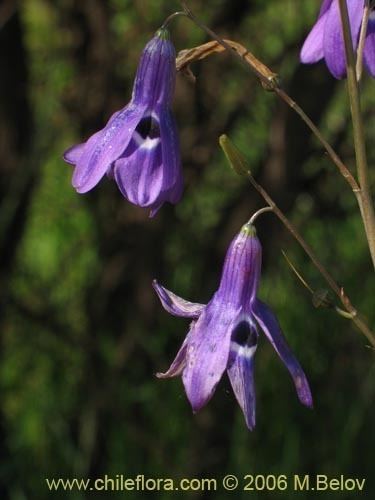 Conanthera Description and images of Conanthera trimaculata Pajarito del campo