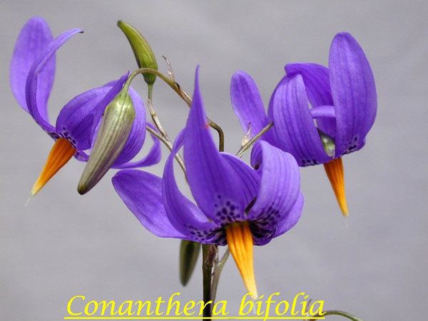 Conanthera Pacific Bulb Society Conanthera