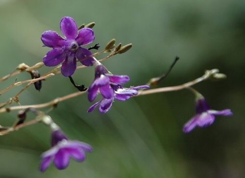 Conanthera Pacific Bulb Society Conanthera