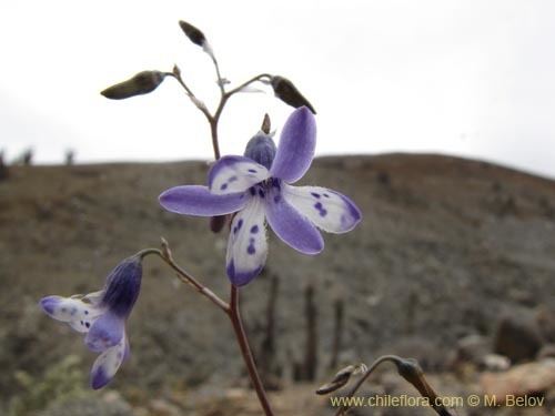 Conanthera Description and images of Conanthera sp a native Chilean plant