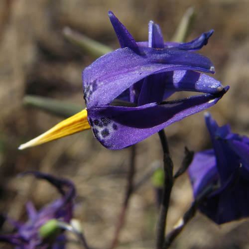 Conanthera CONANTHERA BIFOLIA SEEDS