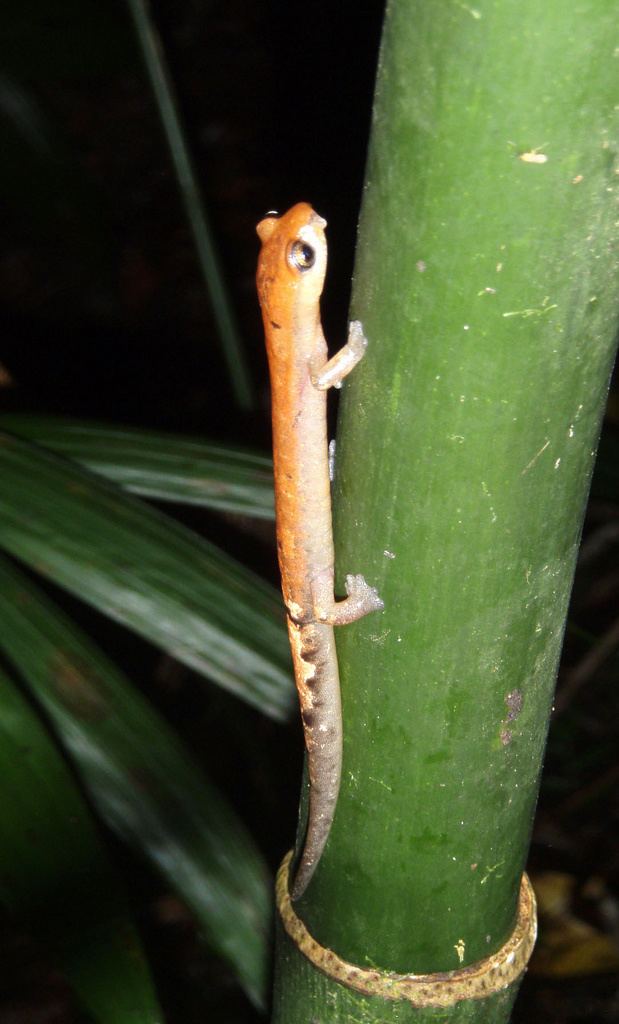 Conant's salamander