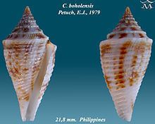 Conasprella boholensis httpsuploadwikimediaorgwikipediacommonsthu