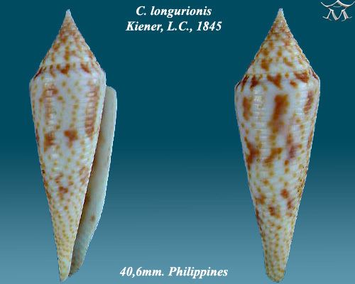 Conasprella longurionis