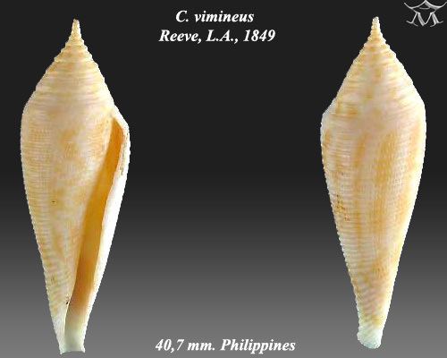 Conasprella viminea