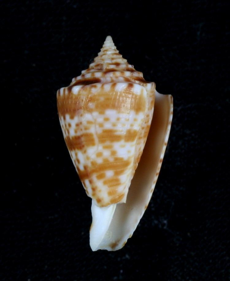 Conasprella wakayamaensis