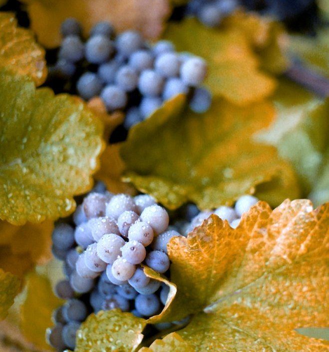 Concord grape Concord grape Wikipedia