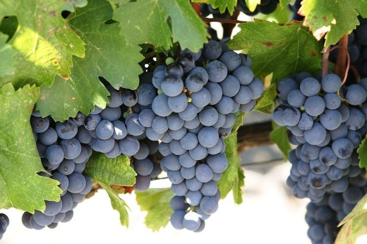 Concord grape The PRODUCE BLOG by Rick Chong how to buy fresh fruit and