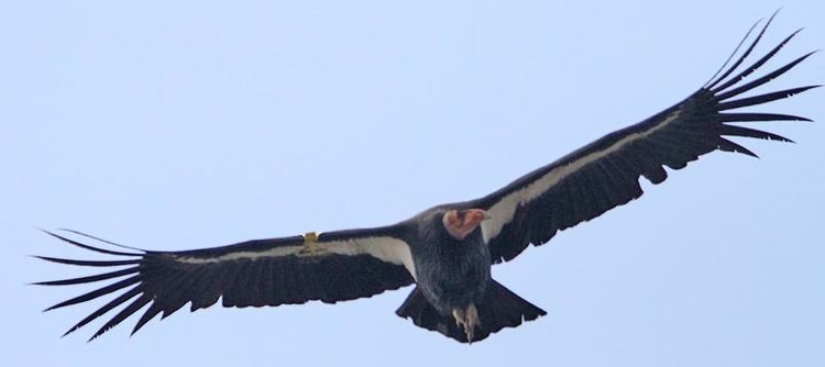 Condor Condors in Monterey County