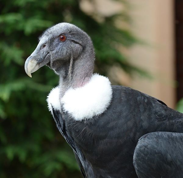 Condor The National Aviary Condor Court