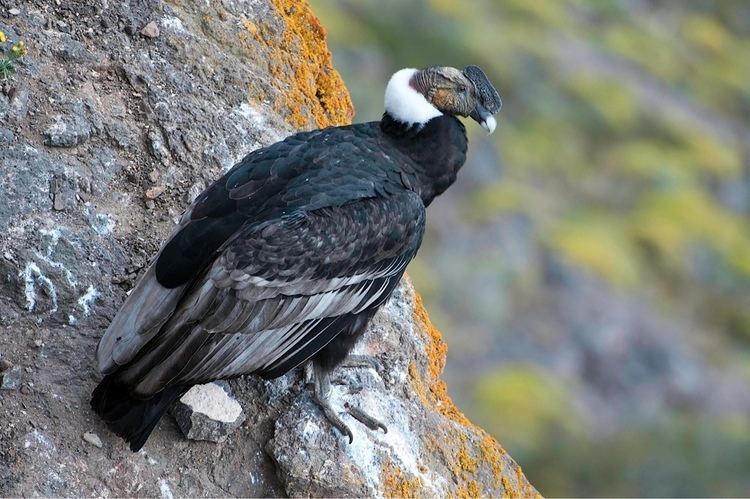 Condor Species Profile Andean Condor Conservacion Patagonica News