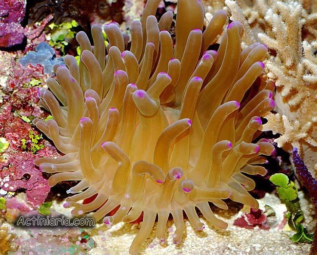 Condylactis gigantea Condylactis gigantea Giant Caribbean anemone