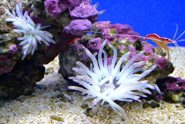 Condylactis gigantea SeaAnemonescom all the information you wanted to know about